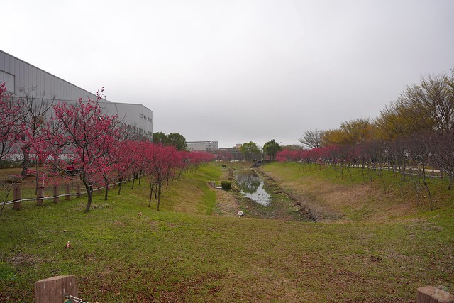 后里崴立機電櫻花公園