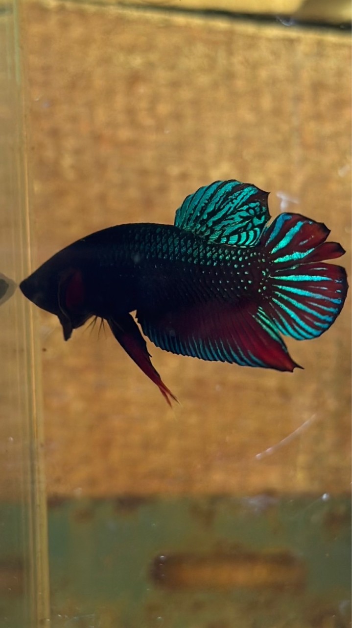 OG_BETTA Review