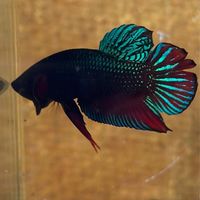 OG_BETTA Review