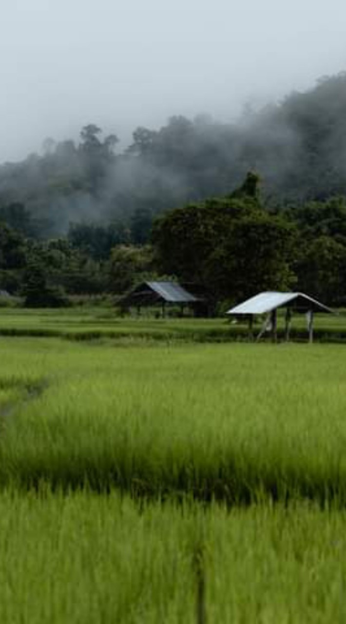 📢เพลงลูกทุ่ง - บ้านเฮา🏕️