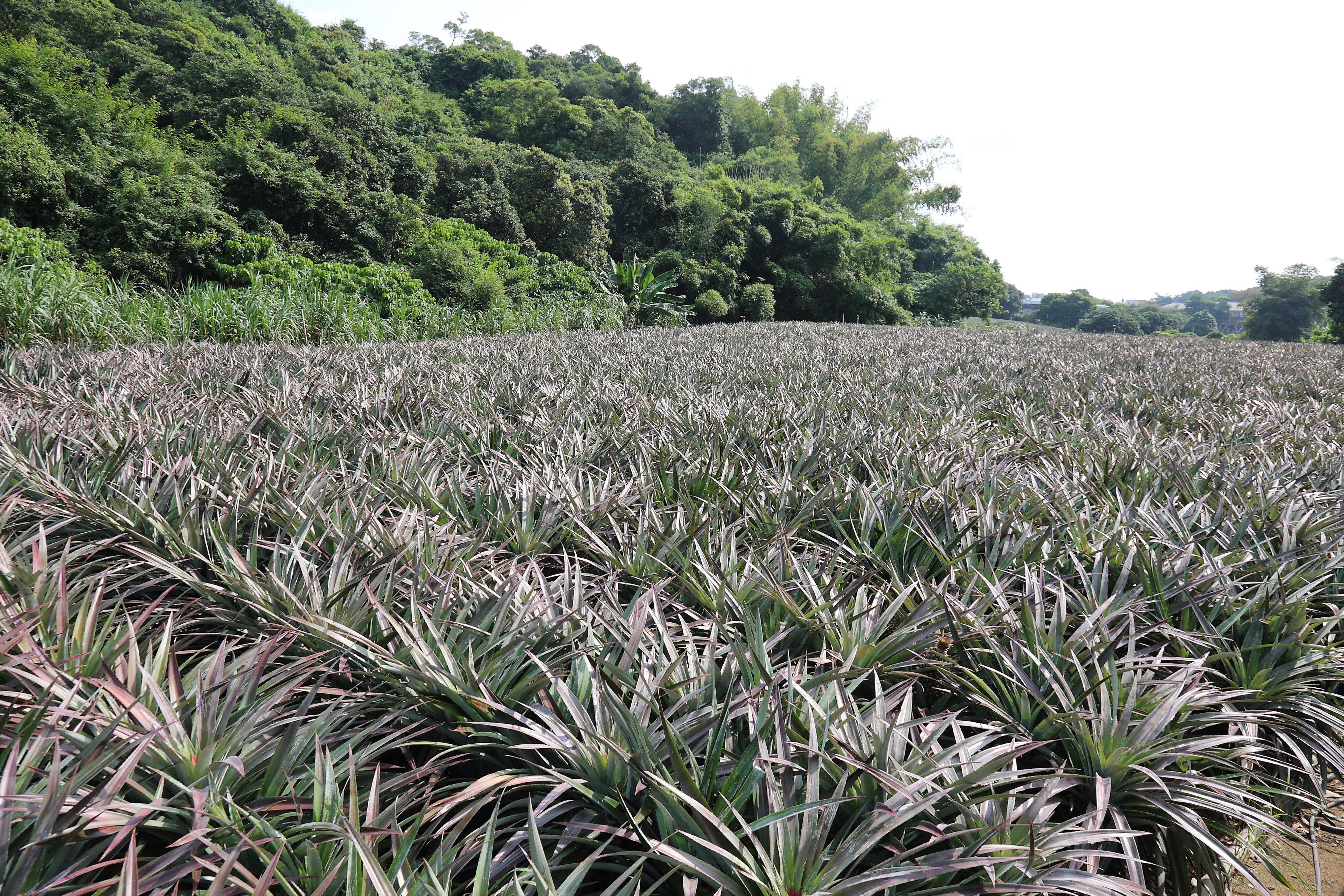 鳳梨田處處可見，空氣中彌漫著鳳梨的酸甜氣味。(攝影/Carter)