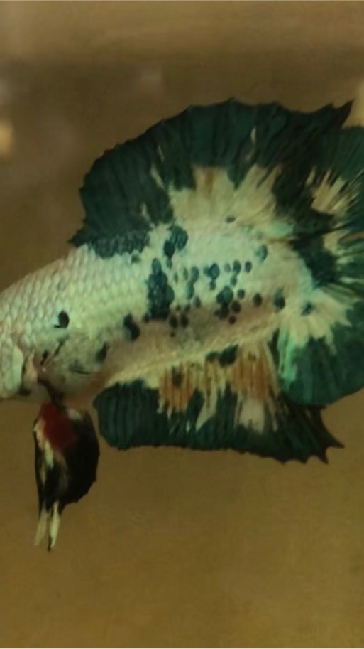 คนบ้าปลากัดDT&CT &DTPK&CTPK Betta