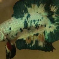คนบ้าปลากัดDT&CT &DTPK&CTPK Betta