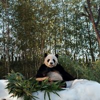 寶家族韓國網路代購