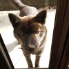 毎日甲斐犬と仲良く。管理人は巨摩狼系