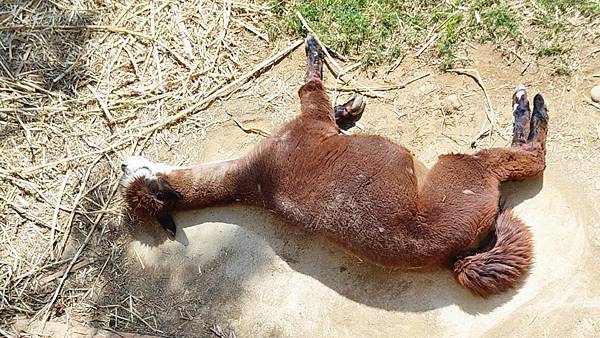 新竹動物園