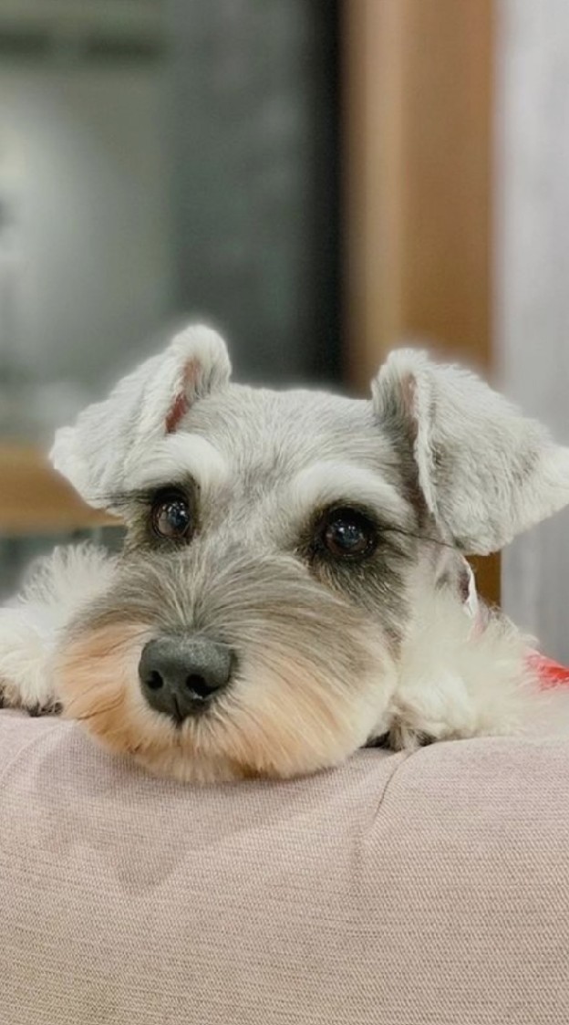 Schnauzer Thailand