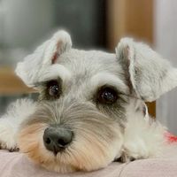Schnauzer Thailand