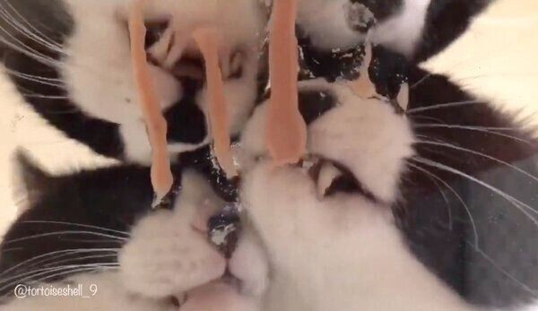 ちゅ る を舐める猫たちを下から眺めたら 猫好きにはたまらない絶景が