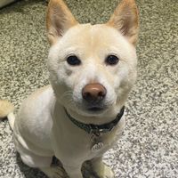 QQ蛋的日本代購