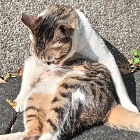 養貓達人