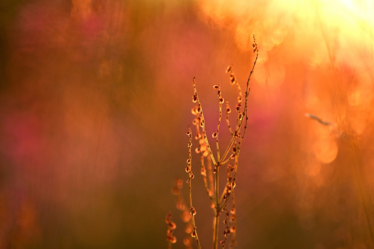 官方拍攝樣張。