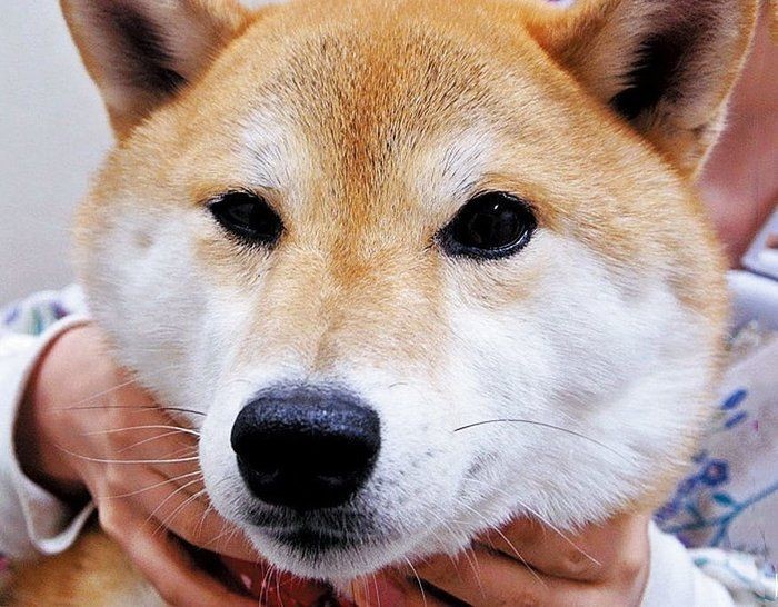 犬が 耳ペタ する４つの理由 飼い主さんのそばで落ち着くから