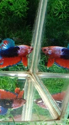 Thai  Betta 2020