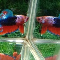 Thai  Betta 2020