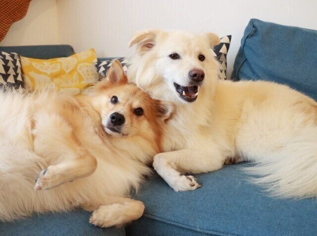 人見知り散歩 になる理由