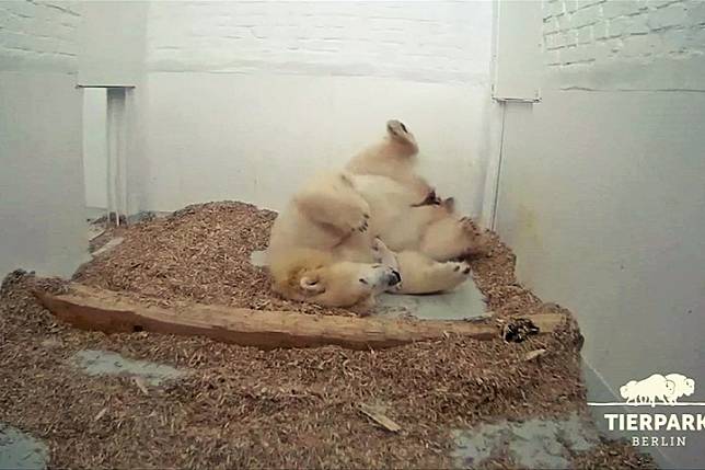 北極熊寶寶誕生 柏林動物園添新成員 民視新聞網 Line Today