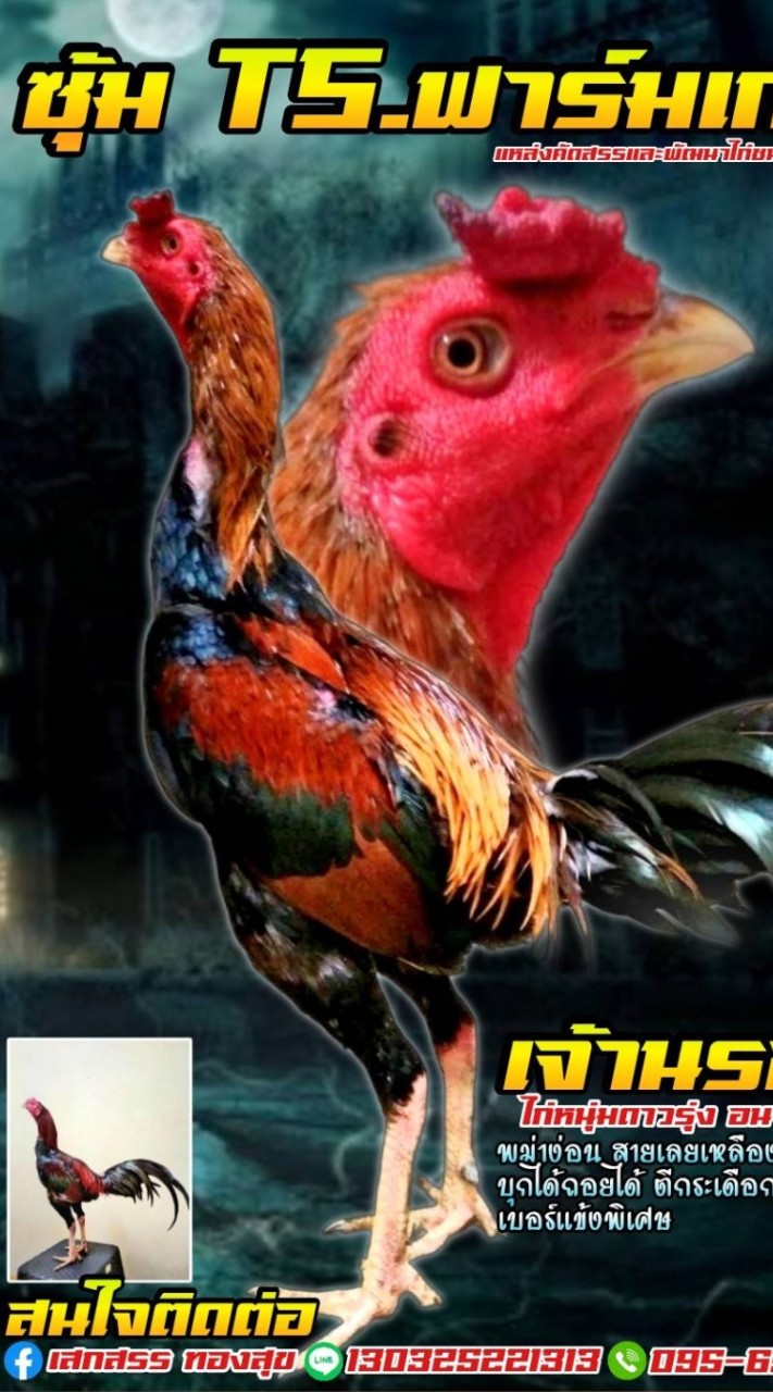 FC.TS.ฟาร์มเกษตร(ไก่ชน)