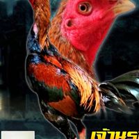 FC.TS.ฟาร์มเกษตร(ไก่ชน)