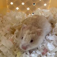 金曜日鼠🐹 桃園波利鼠舍