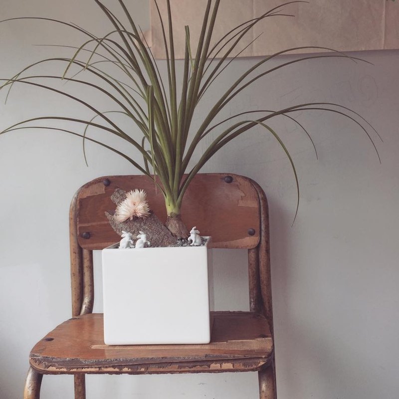 屬於室內植栽 開幕送禮盆栽 旺旺發財樹 金錢樹 搭配小動物的送禮設計