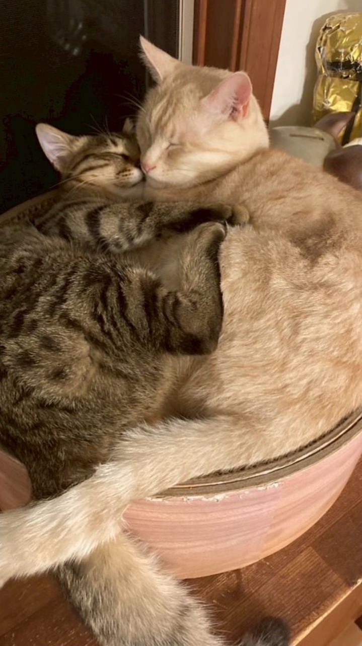 ゆっくりのゲーム実況オプチャ！