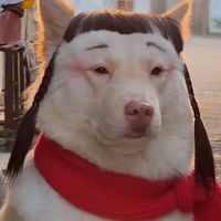 +20帥哥美女娛樂之群
