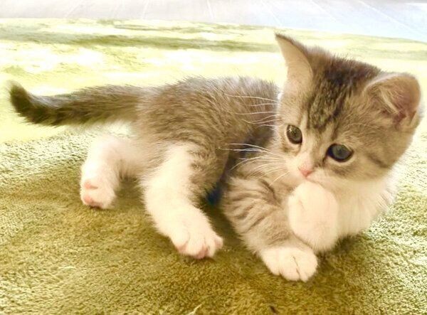 生後2カ月とは思えない「色気」を醸し出す子猫 可愛すぎてため息が出る 