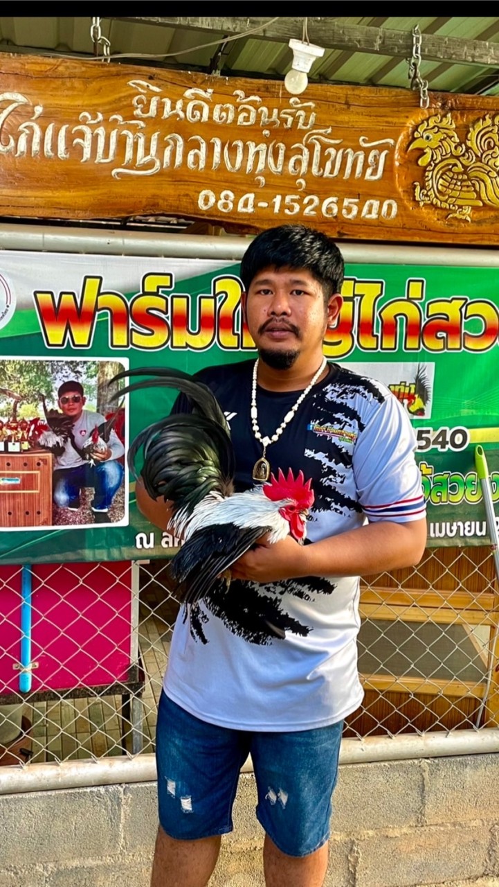 ไก่แจ้บ้านกลางทุ่งสุโขทัย