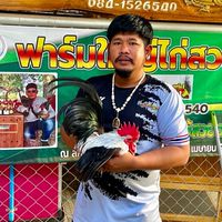 ไก่แจ้บ้านกลางทุ่งสุโขทัย