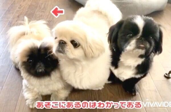 可愛い圧がすごい 腹ペコギャング たち