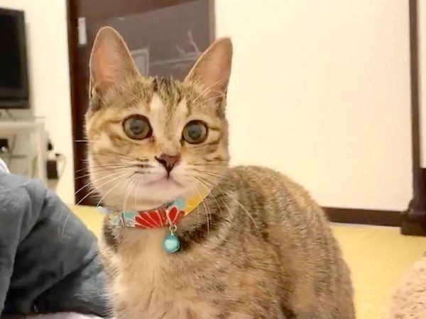 飼い主さんの指をチュパチュパ はしごおしゃぶり 猫