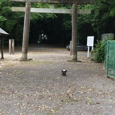 日枝神社のundefinedに実際訪問訪問したユーザーunknownさんが新しく投稿した新着口コミの写真