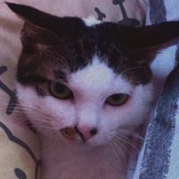 暹羅貓の群