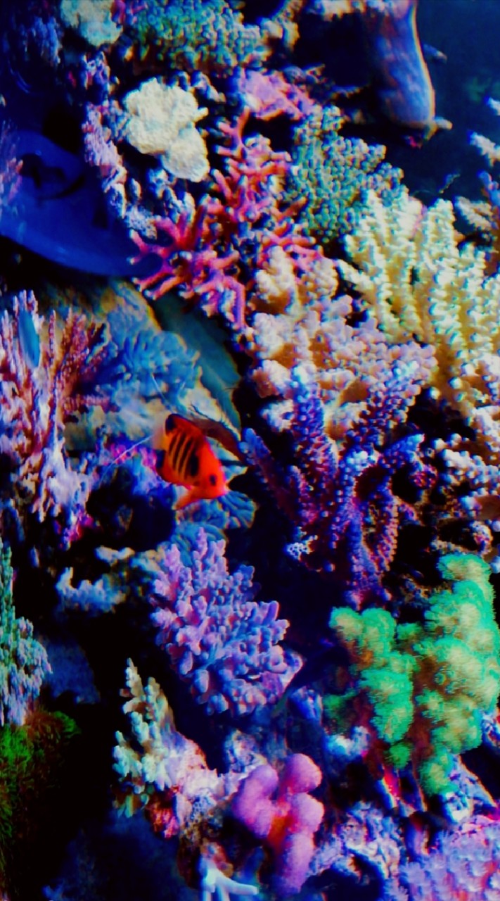 九州　アクアリウム　淡水　海水魚　サンゴ