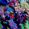 九州　アクアリウム　淡水　海水魚　サンゴ