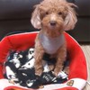 (犬猫他) 可愛いベイビーワンワン🐕🐈