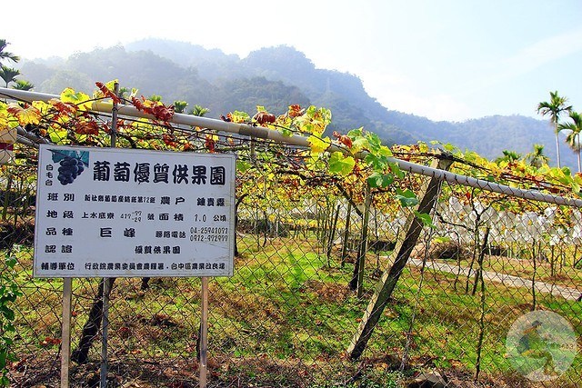 台中新社梅花秘境