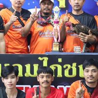 เสือไก่เก่ง