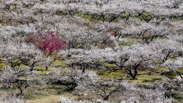 日本2月～3月梅花盛開賞梅趣！盤點日本必去知名賞梅景點