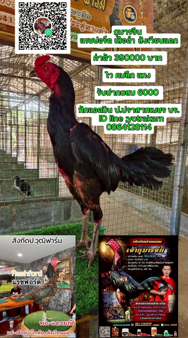 ป.ปราสาทเพชร บุรีรัมย์ Line ID;yotrakarn/0864128114