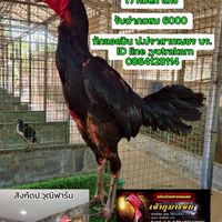 ป.ปราสาทเพชร บุรีรัมย์ Line ID;yotrakarn/0864128114