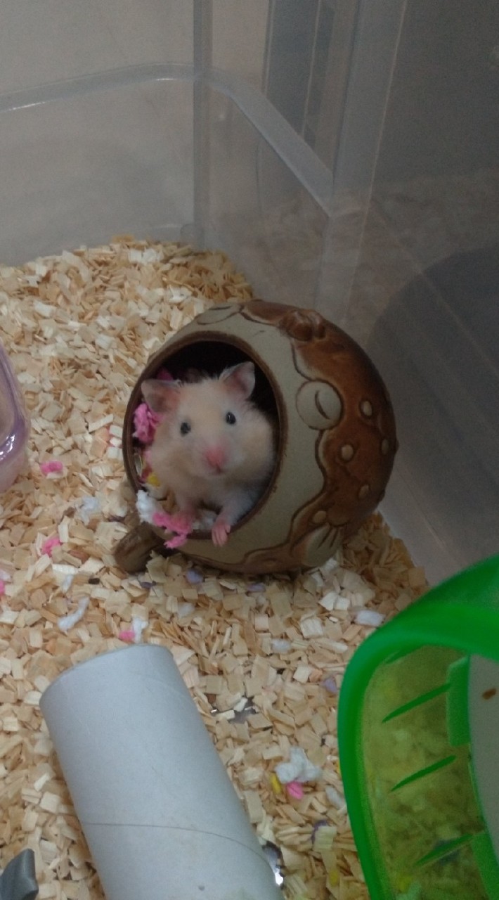 鼠奴の家🐹（鼠類的聊天群 黃金鼠、一線、三線...）