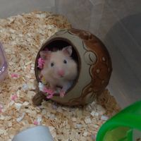 鼠奴の家🐹（鼠類的聊天群 黃金鼠、一線、三線...）