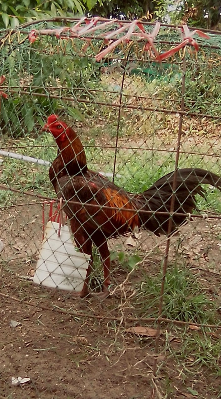 ซุ้มไก่ชน ส.ลั่นเปรี๊ยะ