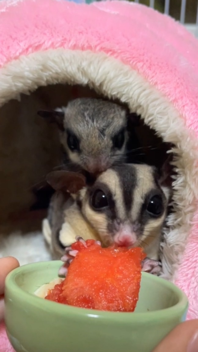 เชาเชาเองก๊ะ🎀