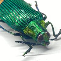 生物愛好家達