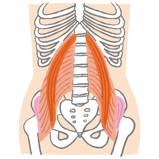 骨に刺激を与えると 骨が丈夫になる 60秒骨たたき のススメ