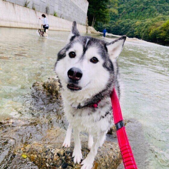 似ている シベリアンハスキーとアラスカンマラミュート いぬのきもちnews