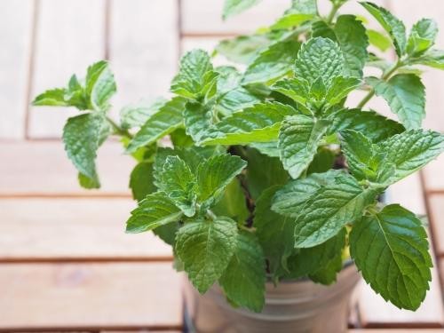 虫さんバイバイ ハッカ油 で出来る虫除けの方法 オリーブオイルをひとまわしニュース